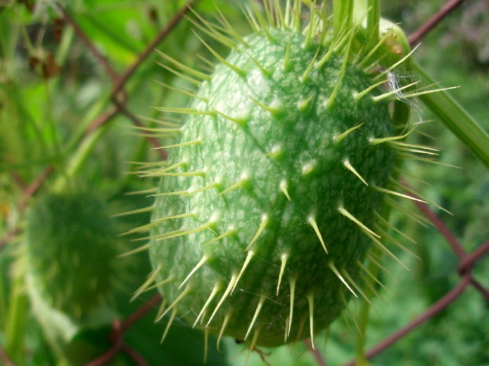 Concombre hérisson