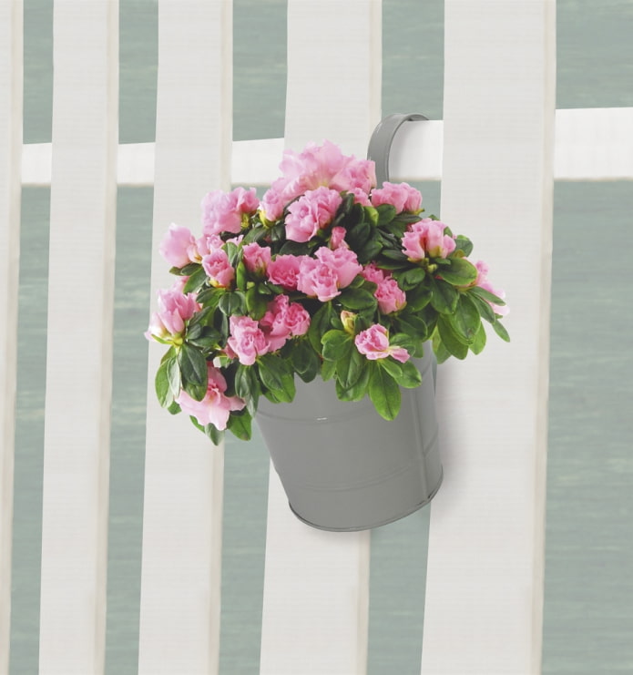 Pot de fleurs sur la clôture