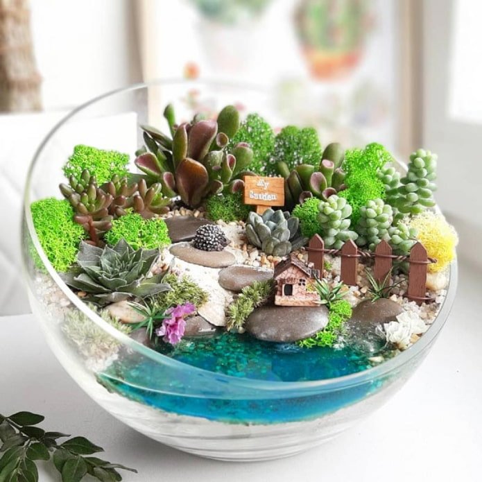 composition de plantes succulentes