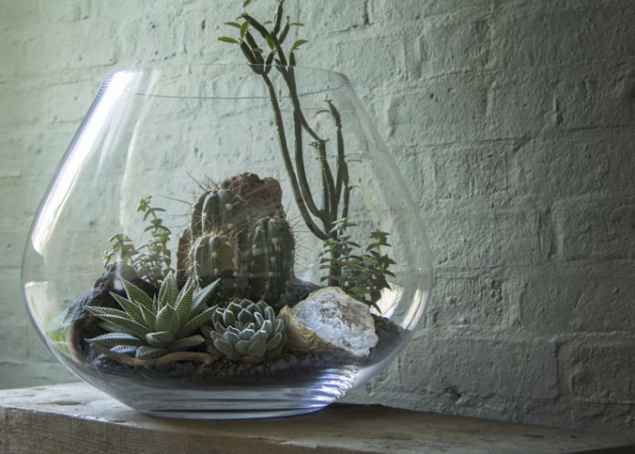 arrangement de montagne de plantes succulentes