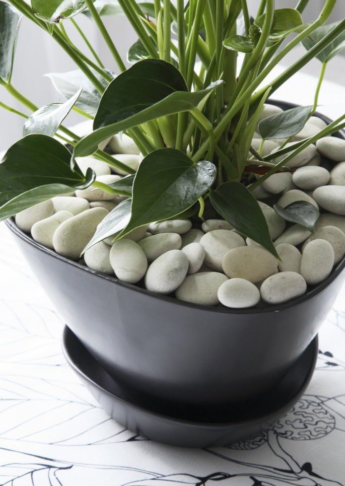Décoration en pot