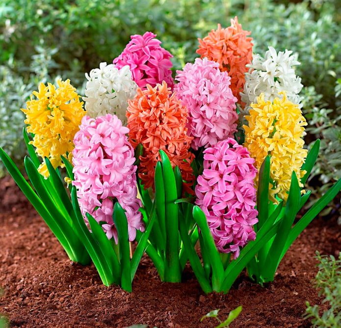 variété de couleurs de jacinthes