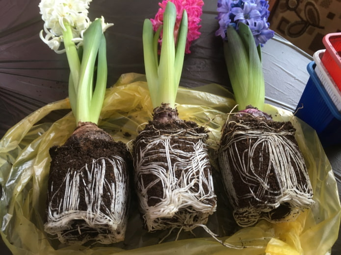 transplanting jacinths into another pot