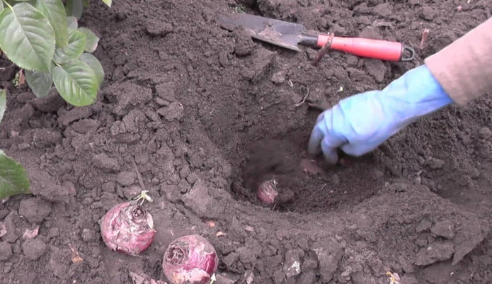 plantation de jacinthes en pleine terre