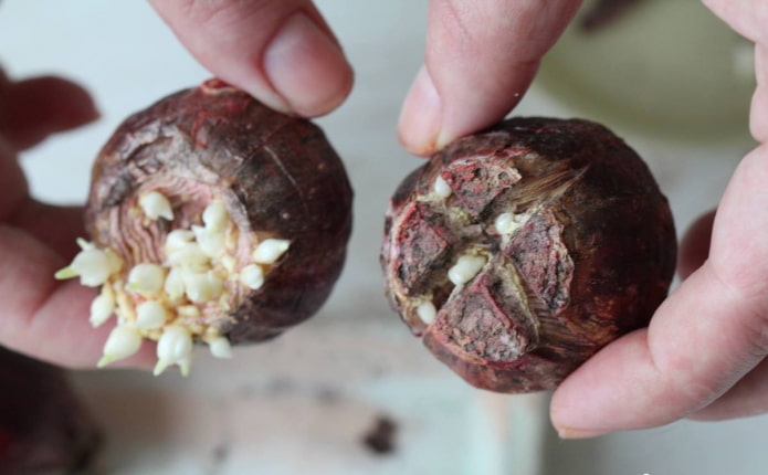 bulbes de jacinthe coupés avec des bébés