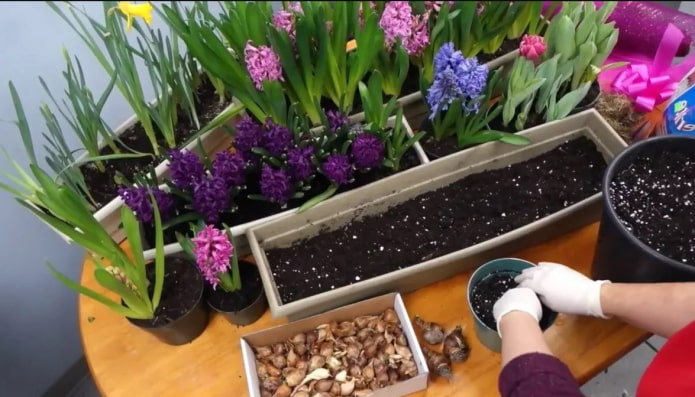 propagation des jacinthes