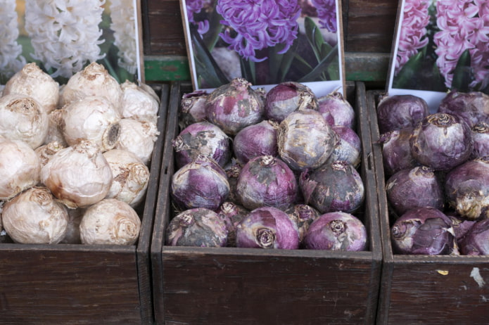 bulbes de jacinthe en stockage