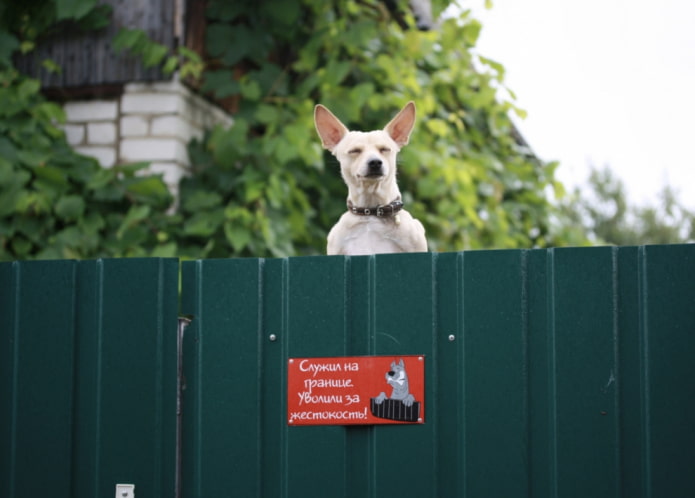 Attention au chien en colère