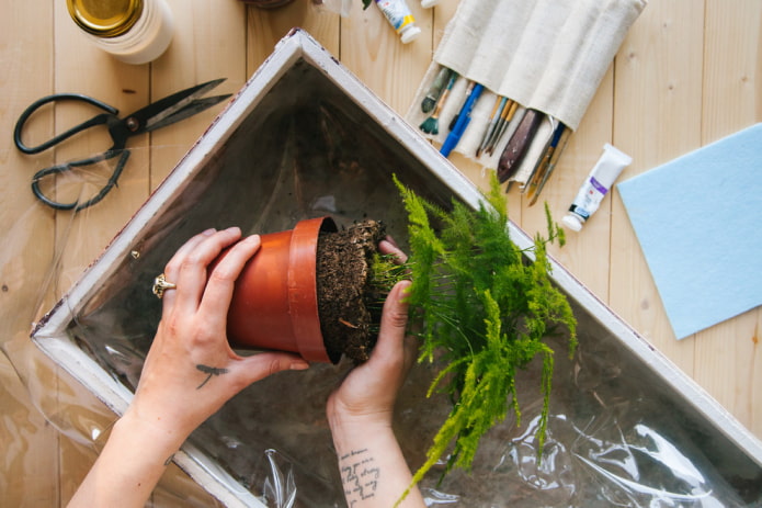 Plantation des plantes