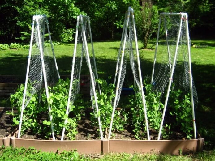 trellis
