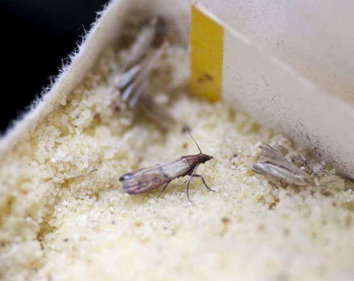mite dans les céréales