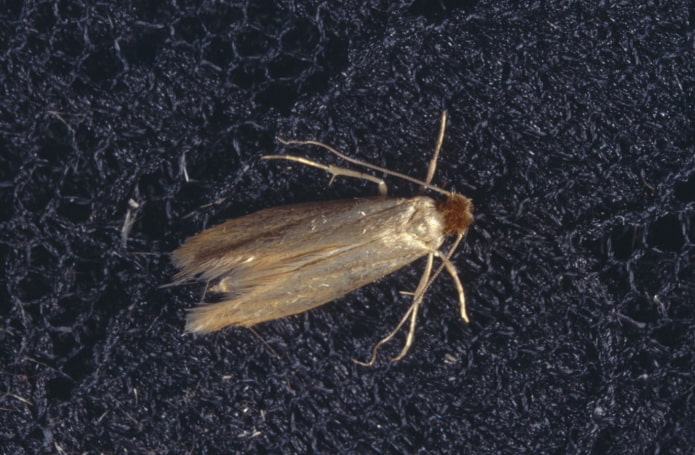 mites des vêtements
