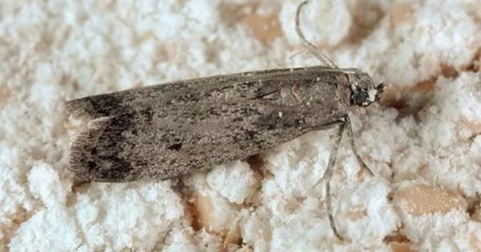 mites alimentaires