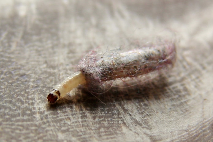 larve de mite