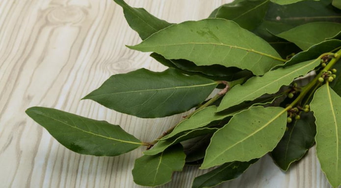 feuille de laurier