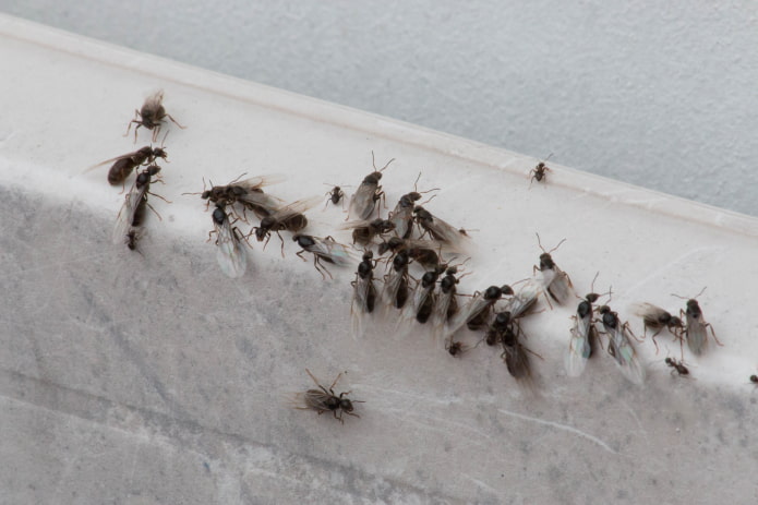 fourmis volantes dans l'appartement