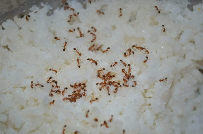 Comment les fourmis apparaissent à la maison