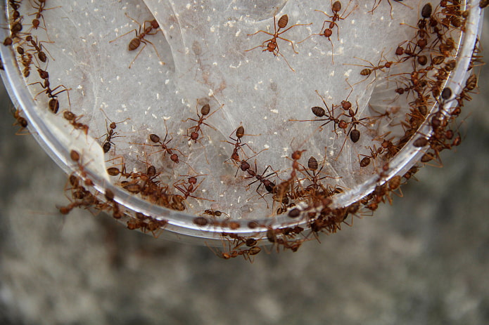 fils blancs sur la nourriture des fourmis