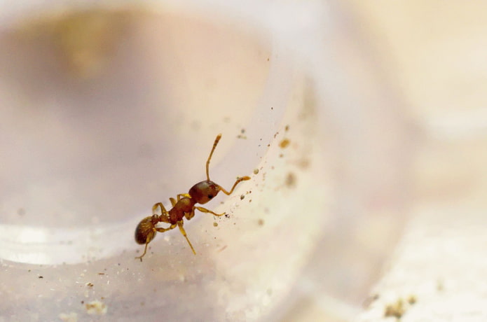 Pourquoi les fourmis domestiques sont-elles dangereuses ?