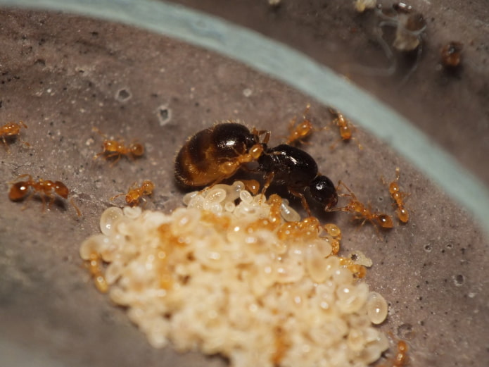 Comment trouver une fourmilière dans un appartement