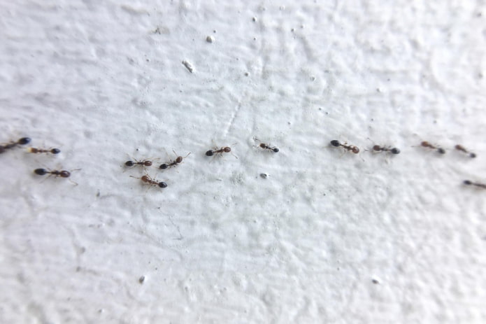 chemins de fourmis à la maison