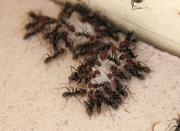remède populaire contre les fourmis