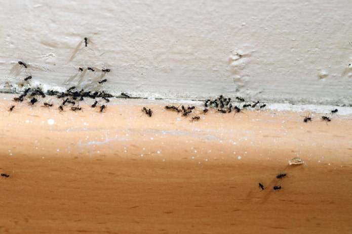 produits anti-fourmis pour la maison