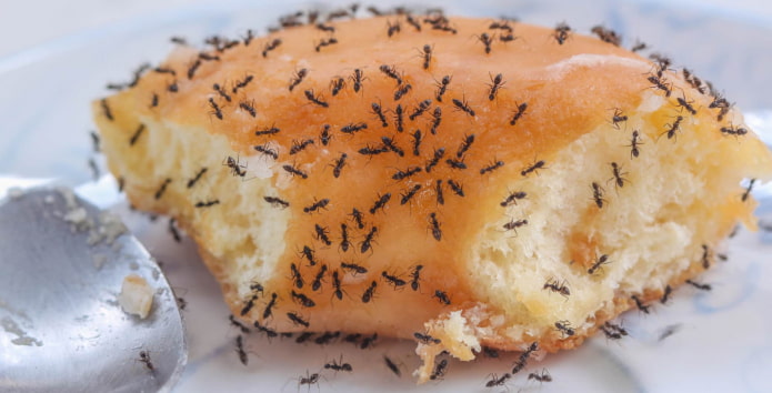 ant prevention