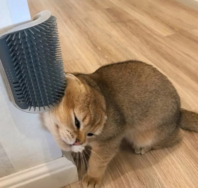 cat comb