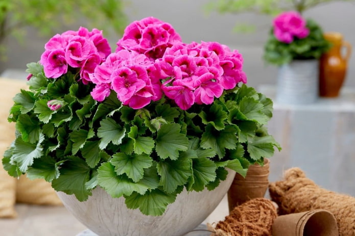 geranium from midges