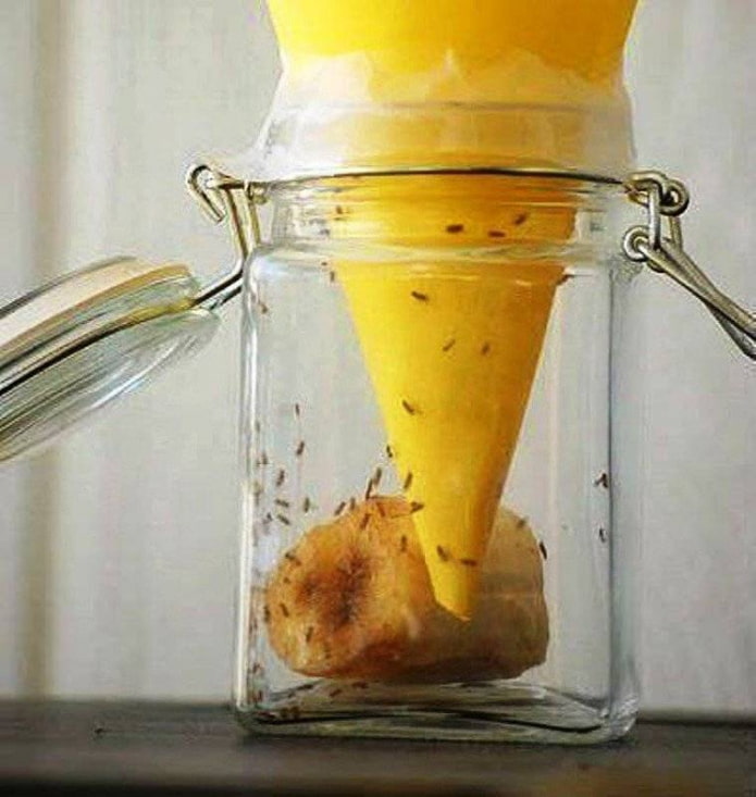 Piège à moucherons DIY