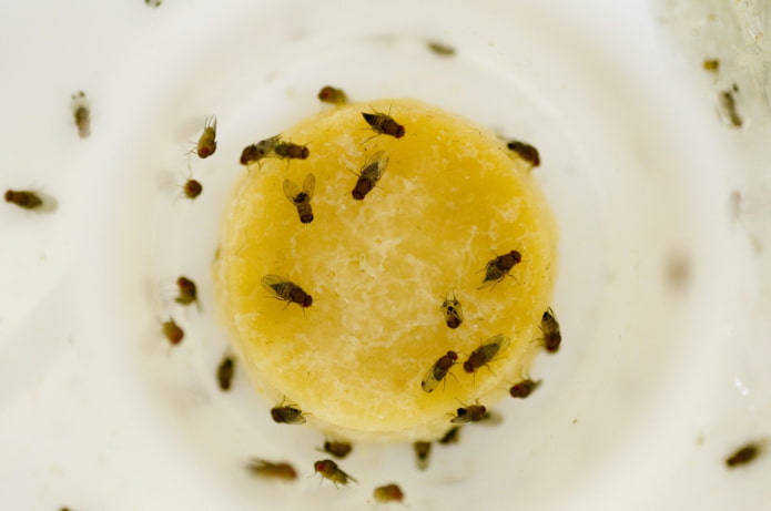 Prévention des drosophiles en cuisine