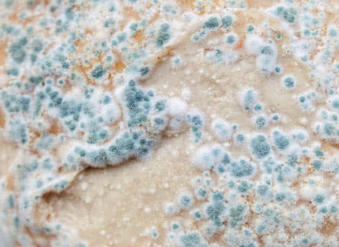 moisissure bleue