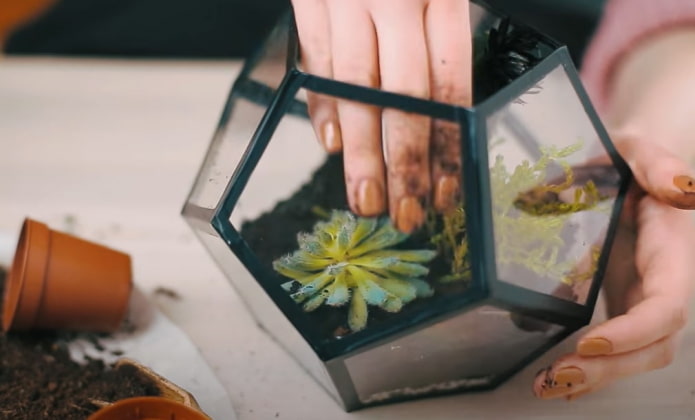 plantation de plantes succulentes