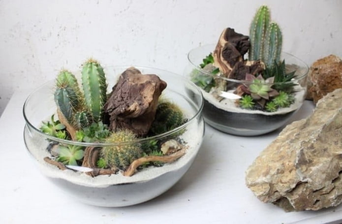 arrangement de plantes succulentes