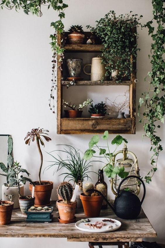 Fleurs d'intérieur