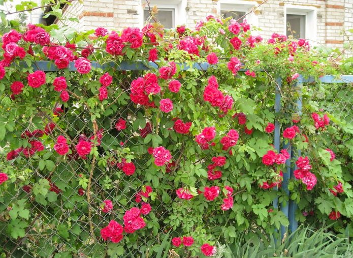 Rosiers le long de la clôture