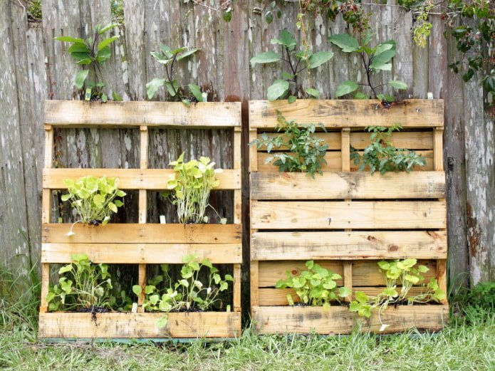 Palettes avec légumes verts près de la clôture