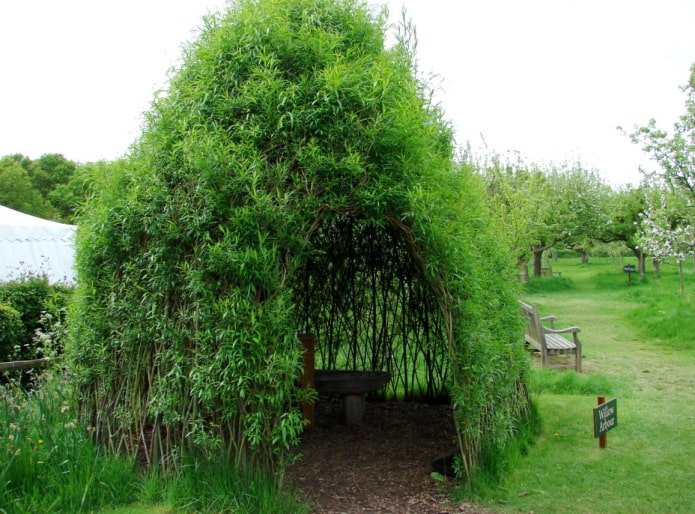 Belvédère en saule