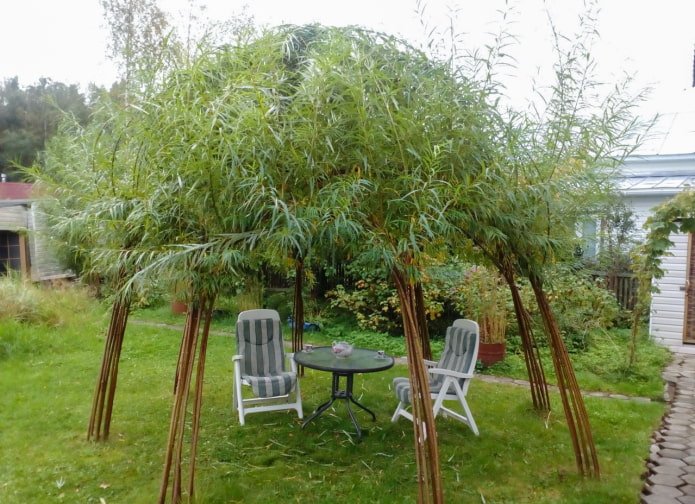 Ombre d'un belvédère en saule