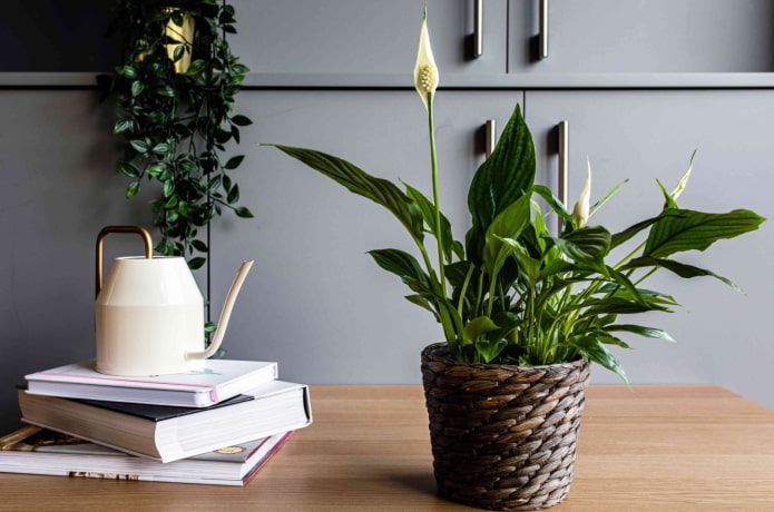 Exemple de floraison de spathiphyllum