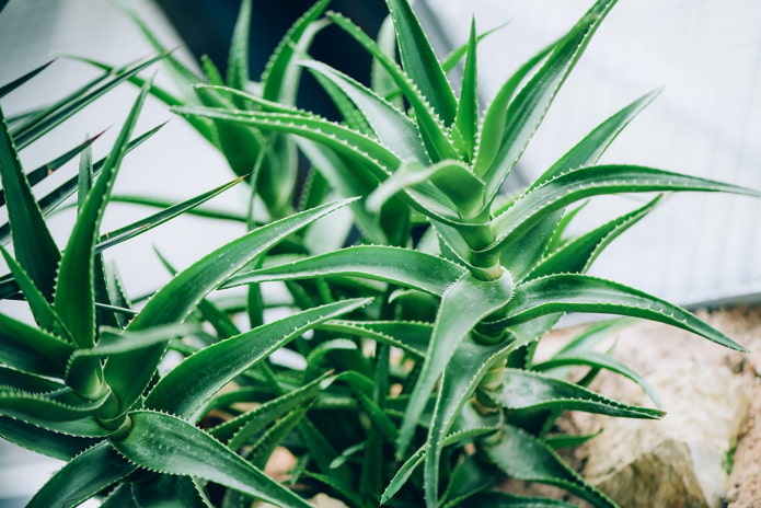 Aloe arborescens