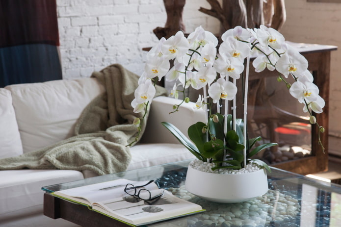 orchidée blanche