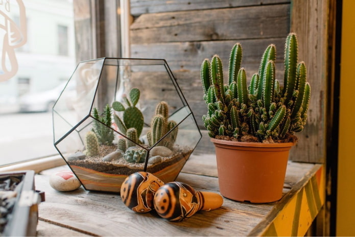 Cactus d'intérieur