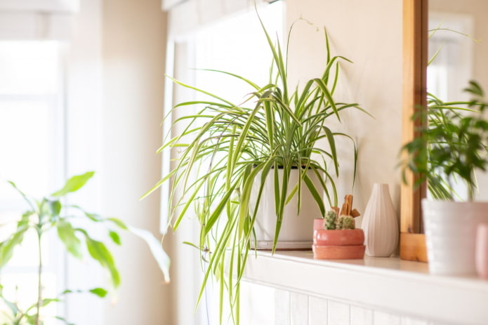 houseplant