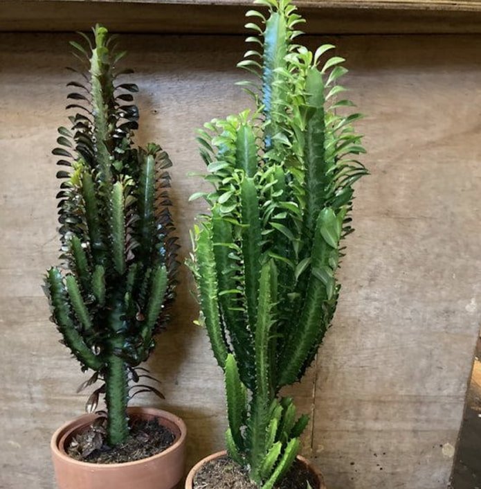 Euphorbia triangularis