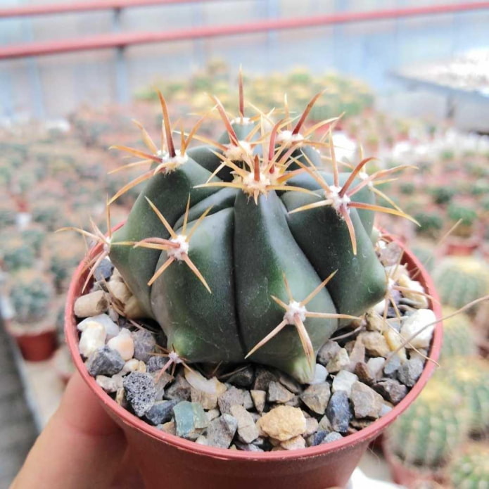Echinopsis