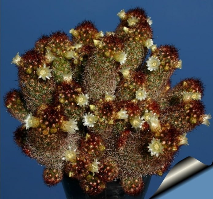 Mammillaria