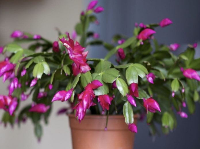 Schlumbergera