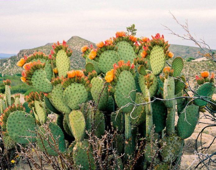 Prickly Pear